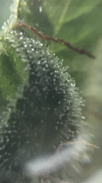 photo31010.png