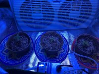 IMG_3383.JPG