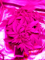photo31543.png