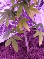 photo31726.jpg