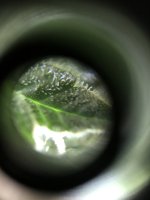 IMG_2198.JPG