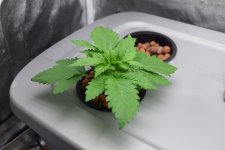 DSC_0228.JPG