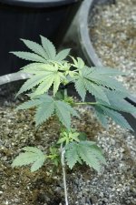 IMG-20161204-WA0012.jpg