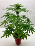 photo4344.JPG