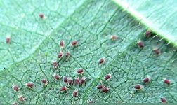 spider mite.jpeg