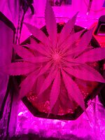 20171117_061929.jpg