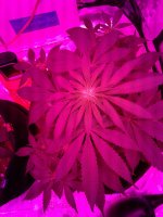 20171117_061937.jpg