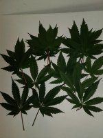 20171118_065826.jpg