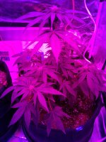 20171118_065848.jpg