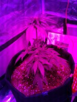 20171118_065857.jpg