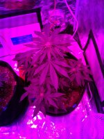 20171118_065908.jpg