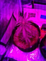 20171118_065915.jpg