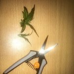 photo32388.jpg