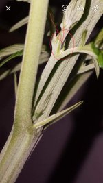 photo32599.jpg