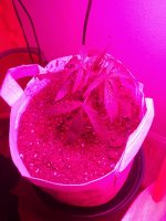 photo32678.jpg