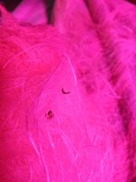 photo32725.jpg
