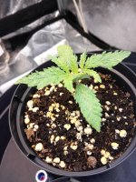 Aurora Indica, Day 12.jpg