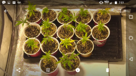 Screenshot_20171207-075150.png