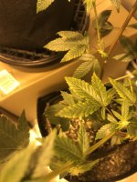 photo33756.jpg