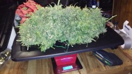 photo33844.jpg