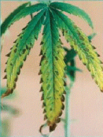photo34011.png