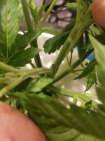photo34288.jpg