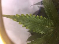 photo34686.jpg