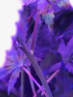 IMG_1111.JPG.jpeg