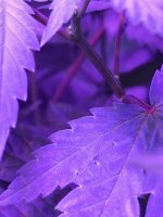 IMG_1114.JPG.jpeg