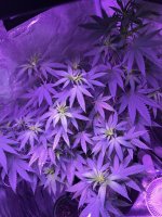 IMG_1115.JPG.jpeg