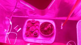 photo36441.jpg