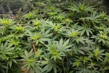 herer n kush 1-17-18.JPG