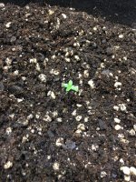 photo37162.jpg