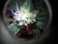 photo37665.jpg