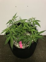 photo37824.jpg