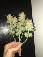 IMG_4179.JPG