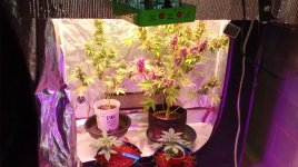 IMG_20180128_122321276.jpg