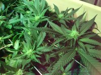 photo38903.jpg