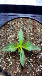 Fz0fivO.jpg