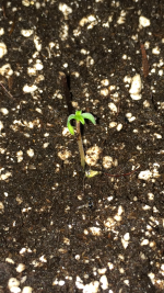 photo39552.png