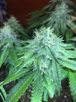 White Rhino 1.JPG