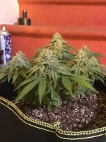 White Rhino 3.JPG