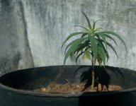 photo39822.jpg