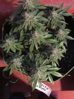 White Rhino 1.JPG