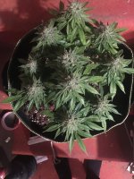 White Rhino3.JPG
