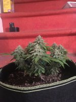 White Rhino1.JPG