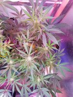photo40393.jpg