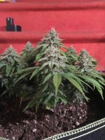 White Rhino 1.JPG