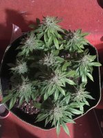 White Rhino 3.JPG