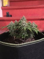 White Rhino 4.JPG
